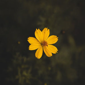 Meet your Posher, Kinley